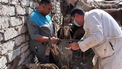 الزراعة: تحصين 574 ألف رأس من الأغنام والماعز ضد مرض طاعون المجترات الصغيرة