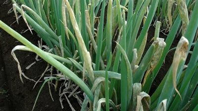 كيف يؤثر مرض البياض الزغبي على محصول البصل؟.. أستاذ أمراض نبات يُجيب