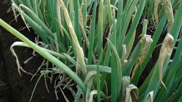 محصول البصل 