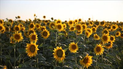  الريف المصري: تخصيص مساحة 420 فدانًا لزراعة محصول دوار الشمس بالمغرة 