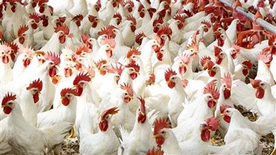 الفراخ البيضاء بـ 35 جنيها والبلدي بـ 45.. ارتفاع أسعار الطيور اليوم بالأسواق
