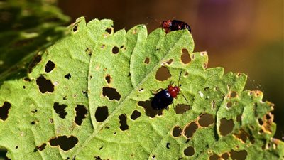 فقدان 30% من المحاصيل.. كيف تؤثر الآفات على الإنتاج الزراعي؟