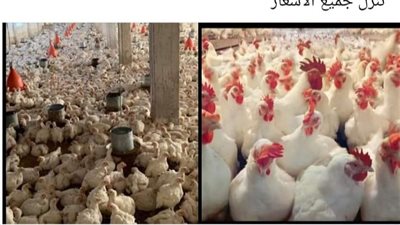 بعد ارتفاع أسعارها.. حملة لمقاطعة شراء اللحوم والفراخ والبيض بمطروح | صور وفيديو 