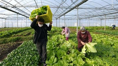 تعرف على أبرز أنشطة الزراعة والطب البيطري خلال الفترة الماضية