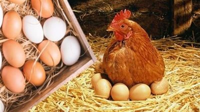 تعرف على أسعار الدواجن والبيض اليوم الأربعاء 9 مارس 2022 بالأسواق المصرية