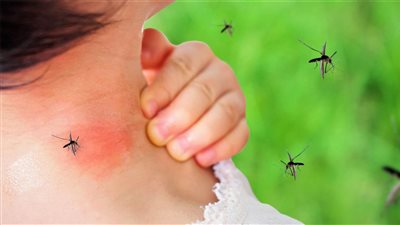  تعرفي على أعراض وطرق علاج حمى الضنك