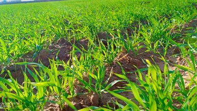 ما هي خطة وزارة الزراعة لمواجهة الطقس السيء؟