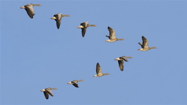 الطيور المهاجرة 