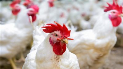 الفراخ البيضاء تسجل 35 جنيهًا والبلدية بـ 40.. ارتفاع بأسعار الدواجن اليوم