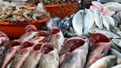 الشبار بـ 25 جنيها والجمبري بـ 70.. استقرار أسعار الأسماك في سوق الإسماعيلية