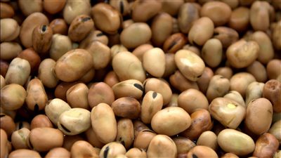 ارتفاع سعر كيلو الفول البلدي لـ 37.5 جنيه في الأسواق 