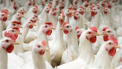 الفراخ البيضاء بـ37 والبلدية بـ40 جنيهًا للكيلو.. استمرار ارتفاع أسعار الدواجن بالأسواق