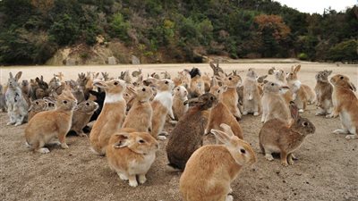 منها المليئة بالأرانب وأخرى بالخنازير.. أغرب الجزر حول العالم
