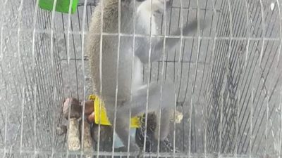 كلاكيت تالت مرة.. ضبط نسناس وسلاحف بسوق الجمعة وتسليمها لحديقة الحيوان