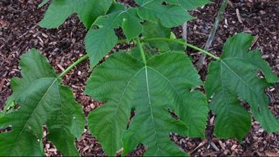 ورق التوت.. دليل الإمام الشافعي على وحدانية الله الذي عاش مئات السنين