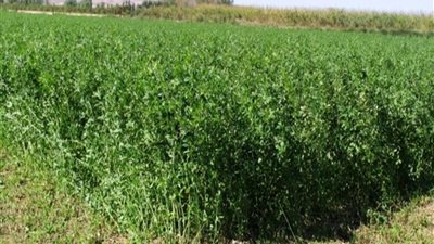 نقيب الفلاحين: نزرع اكثر من 2.5 مليون فدان من البرسيم 