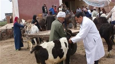  محافظة أسيوط تنظم قوافل بيطرية للحفاظ على الثروة الحيوانية 