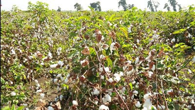  مدير معهد القطن: نعد الفلاح بزيادة الإنتاجية إلى 12 قنطار للفدان