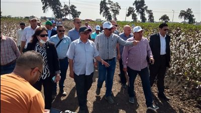 باحث ببحوث الأرز بسخا: أنتجنا أصنافًا عالية تلائم التغيرات البيئية وقلة المياه 