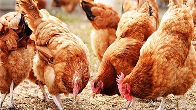 الفراخ البيضاء بـ35 جنيهًا.. استقرار في أسعار الطيور اليوم بالأسواق