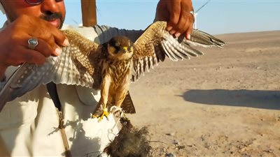 البيئة تنظم حملة تفتيشية لمحاربة الصيد غير المشروع للطيور المهاجرة بالبحر الأحمر | صور
