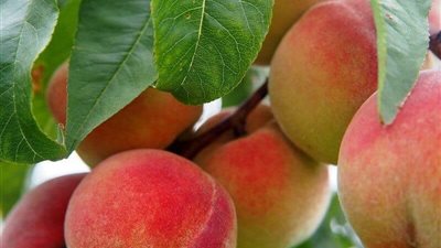 تقرير رسمي يكشف متبقيات المبيدات في محصول الخوخ: 92% من العينات خالية من المبيدات
