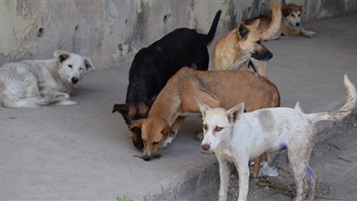 الليشمانيا..الزراعة تكشف حقيقة انتشار مرض قاتل في قطط وكلاب الشوارع