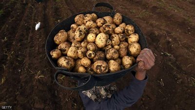 كشف حساب.. ماذا فعل مشروع حصر ومكافحة مرض العفن البني في البطاطس خلال عام؟