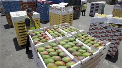 الحجر الزراعي يُصدر حزمة اشتراطات لتصدير المانجو إلى لبنان (مستند)