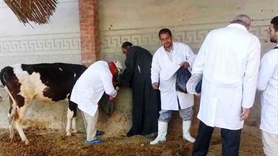 الزراعة: تحصين مليوني رأس ماشية ضد مرض الحمى القلاعية حتى الآن
