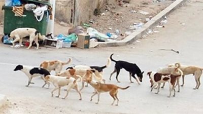 بعد قرار القتل الرحيم للكلاب الضالة.. غضب يجتاح جمعيات حقوق الحيوان وقضية منظورة أمام القضاء