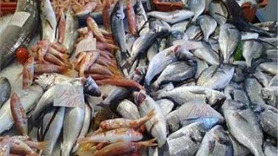 سمك القرش بـ30 جنيها.. تعرف على أسعار الأسماك اليوم الثلاثاء