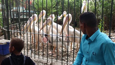 بانوراما للولدات الصغيرة والنمور البنغالي.. 28 استعداد لحدائق الحيوان لاستقبال “زوار” عيد الأضحى