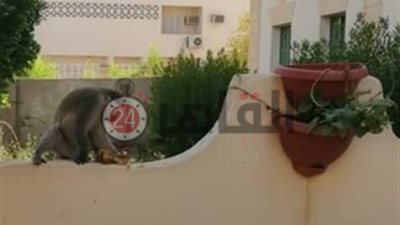 ظهور قرود في شوارع أسوان يثير القلق.. والأهالي: “أليفة بس مينفعش نسيبها” (صور وفيديو)