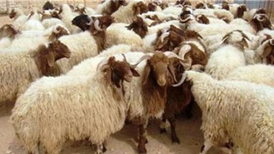 “العين والصوف والتنفس”.. 3 مؤشرات لسلامة الأضحية قبل شرائها