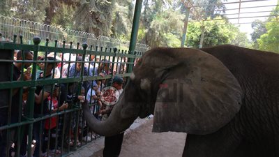 إقبال كثيف من المواطنين على حديقة الحيوان بثاني أيام عيد الأضحى المبارك