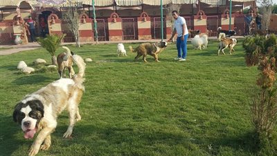 جدل على الهواء بسبب “فندق كلاب” في الغردقة.. والطب البيطري: “لازم تصاريح” (فيديو)