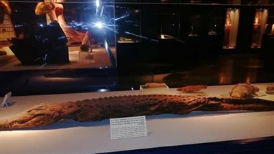 متحف التحنيط بالأقصر يعلن فوز مومياء تمساح بقطعة شهر أكتوبر