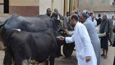 بيطري البحيرة: سحب 1063 عينة من أبقار لاختبار السل والبروسيلا