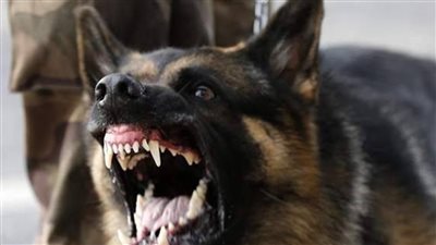 كلب ضال يعقر 7 أشخاص بينهم 4 أطفال بالمنصورة