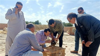 البيئة تنظم 4 حملات تفتيشية لمحاربة الصيد غير المشروع للطيور المهاجرة بالفيوم