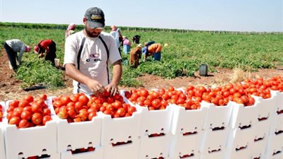 بعد شهر من إطلاقها.. منظومة تكويد المزارع كلمة السر في زيادة الصادرات 