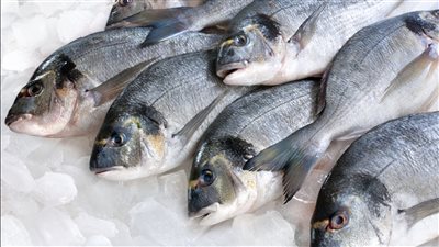 أسعار السمك اليوم الجمعة 31 مايو 2024 في الأسواق