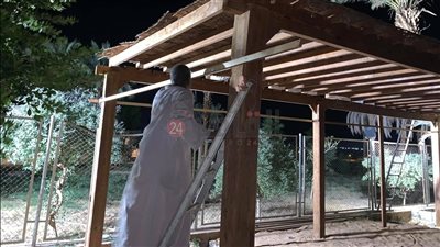  قبل تعامد الشمس.. تزويد معبد أبو سمبل بعدد من المقاعد والمظلات