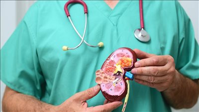 علماء أمريكيون ينجحون في نقل كلية خنزير إلى إنسان 