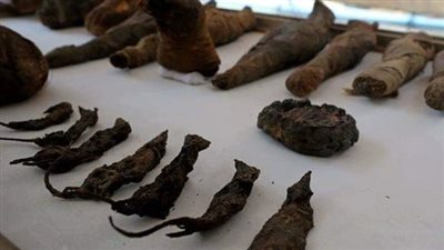 مصدر: تجارب الفئران المحنطة كشفت 80% من أسرار التحنيط عند المصري القديم