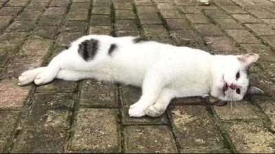 الإفتاء تكشف حكم ضرب وطرد القطط المؤذية من المنزل