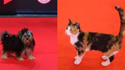 من القاهرة للجونة.. قصة ظهور كلبة وقطة على الريد كاربت | صور 