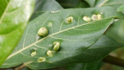 معهد أمراض النباتات ينظم برنامجا تدريبيا حول التغيرات المناخية 