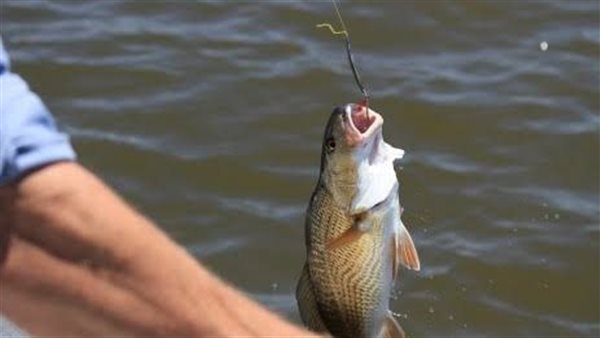 رؤية السمك في المنام